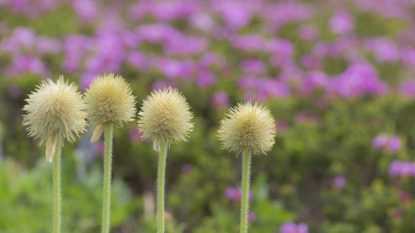 WA, Mt Rainier NP Western pasque flower seed